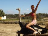 Ostrich-riding